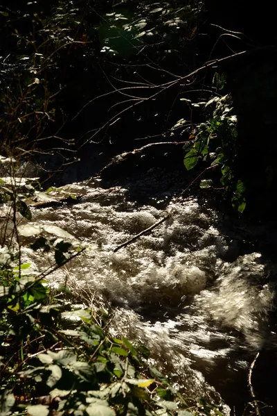 DSC_0933 (Large).JPG